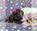 Small #2 Cockapoo