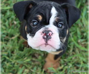 Bulldog Puppy for Sale in WINNSBORO, Texas USA