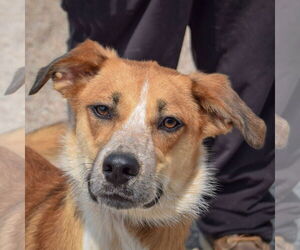 German Shepherd Dog-Unknown Mix Dogs for adoption in Huntley, IL, USA