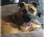 Small Black Mouth Cur Mix