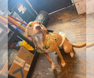 Odie- playful girl - Female Labrador Retriever-Pharaoh Hound Mix Dog for Adoption - Photo #2