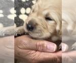 Small Photo #15 Golden Retriever Puppy For Sale in BRANDON, FL, USA