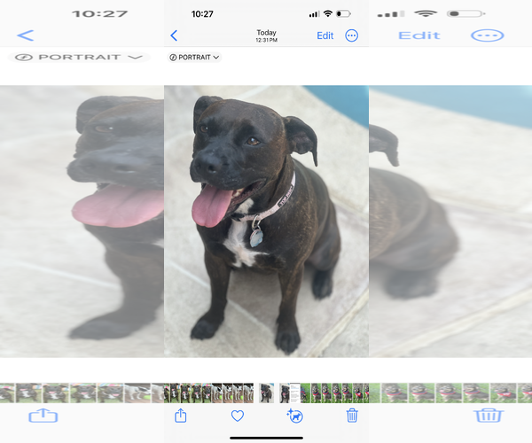 Medium Photo #3 Boxer-Unknown Mix Puppy For Sale in Euless, TX, USA