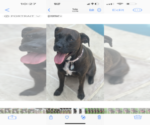 Brighton - Female Boxer-Unknown Mix Dog for Adoption - Photo #3