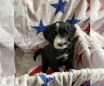 Small #5 Australian Labradoodle-Bernedoodle Mix