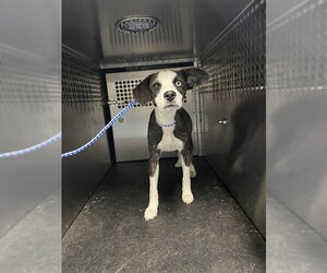 Mutt Dogs for adoption in Pearland, TX, USA