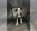 Small Mutt