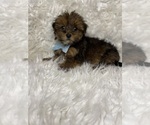Small Photo #1 Yorkshire Terrier Puppy For Sale in BEECH GROVE, IN, USA