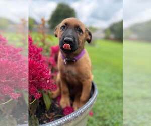 Mutt Dogs for adoption in Stevens Point, WI, USA