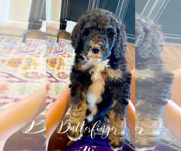 Medium Photo #16 Bernedoodle Puppy For Sale in BENTON, KY, USA