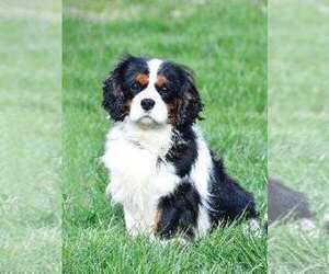 Father of the Cavalier King Charles Spaniel puppies born on 03/08/2025