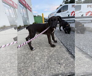 Medium Labrador Retriever Mix