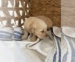 Small #13 Golden Retriever