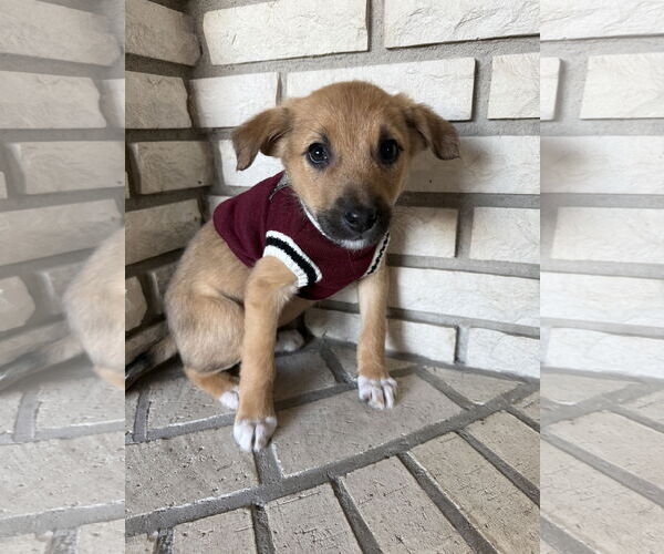 Medium Photo #3 Chihuahua-Unknown Mix Puppy For Sale in St. Louis Park, MN, USA