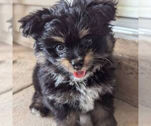 Pom-A-Poo Puppy for sale in STATE COLLEGE, PA, USA