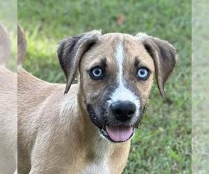 Huskies -Labrador Retriever Mix Dogs for adoption in Yardley, PA, USA