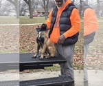 Puppy SmileyLui Kang Belgian Malinois