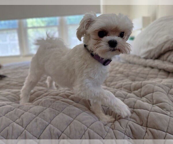 Medium Photo #3 Maltese Puppy For Sale in St. Louis Park, MN, USA