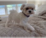 Small #2 Maltese