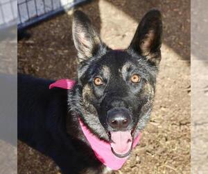 German Shepherd Dog-Unknown Mix Dogs for adoption in San Antonio, TX, USA