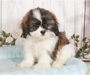 Shih Tzu Puppy for sale in PENNS CREEK, PA, USA