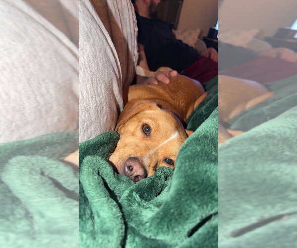 Medium Photo #3 Chiweenie Puppy For Sale in Springdale, PA, USA