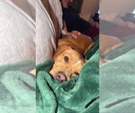 Small #2 Chiweenie