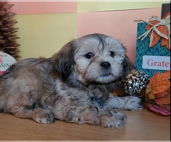 Medium Photo #11 Lhasa Apso Puppy For Sale in PHOENIX, AZ, USA