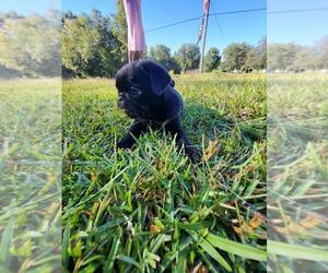 Pug Puppy for sale in JACKSON, SC, USA