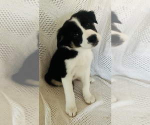 Border Collie Puppy for sale in HARNED, KY, USA