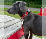 Small #3 Mutt