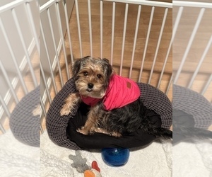 Poodle (Standard)-Yorkshire Terrier Mix Puppy for Sale in TOMS RIVER, New Jersey USA