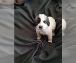 Puppy Marilyn Munro Great Pyrenees