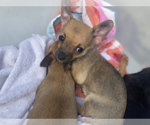 Chihuahua Puppy for sale in CASTLE HAYNE, NC, USA