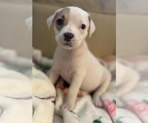 American Staffordshire Terrier Dogs for adoption in San Antonio, TX, USA