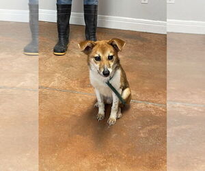 Beagle-Shiba Inu Mix Dogs for adoption in Bolivar, MO, USA