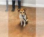 Small Beagle-Shiba Inu Mix