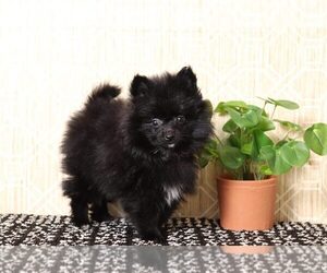 Pomeranian Puppy for sale in EL CAJON, CA, USA
