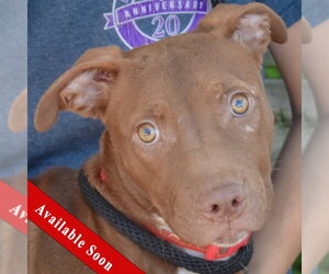 American Bulldog-American Staffordshire Terrier Mix Dogs for adoption in Huntley, IL, USA