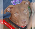 Millie - Female American Bulldog-American Staffordshire Terrier Mix Dog for Adoption - Small photo