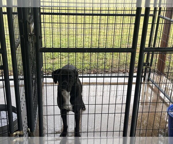 Medium Photo #2 Boxer Puppy For Sale in Austin, TX, USA