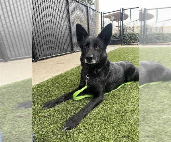 Medium Photo #5 German Shepherd Dog-Unknown Mix Puppy For Sale in Elk Grove, CA, USA