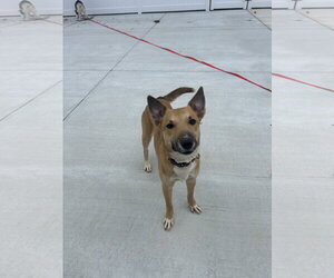 Miniature Bull Terrier-Unknown Mix Dogs for adoption in Lancaster, PA, USA