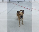 Small Miniature Bull Terrier Mix