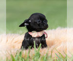 Small Photo #24 Chihuahua Puppy For Sale in WARSAW, IN, USA