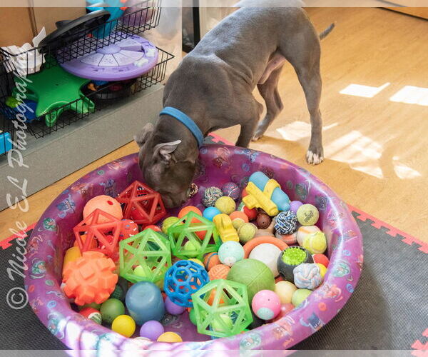 Medium Photo #3 American Pit Bull Terrier Puppy For Sale in Virginia Beach, VA, USA