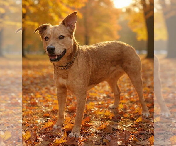 Medium Photo #2  Puppy For Sale in , 