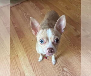 Chihuahua Dogs for adoption in Spring Lake, NC, USA