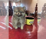 Small Photo #5 Pomeranian Puppy For Sale in OAKLAND, CA, USA