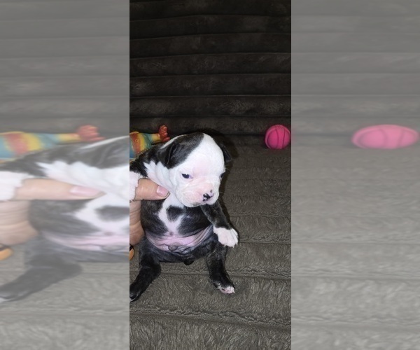 Medium Photo #6 Boston Terrier Puppy For Sale in MITCHELL, IN, USA